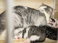 -猫宠乐园·专业洗护