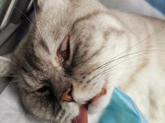 -纳吉亚猫专科动物医院博雅分院