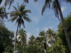 -中国科学院西双版纳热带植物园