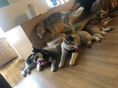 -Husky Go! 哈士奇体验馆·宠物咖啡厅狗咖