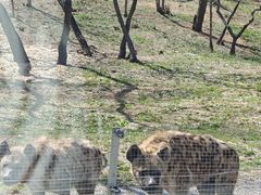 -秦皇岛野生动物园