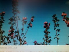 android_upload_pic-绵阳盛世樱花悠乐谷