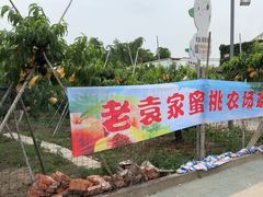 -老袁家蜜桃农场·阳山水蜜桃