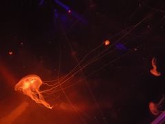 -暹罗海洋世界