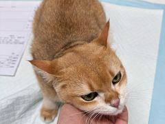 -御宝贝24h宠物医院·转诊中心·CT核磁血透中心(厦门总院)