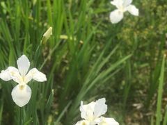 -三圣花乡旅游区