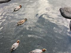 -水前寺成趣园