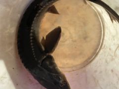 -云尊府蒸汽石锅鱼云南菜(龙旗店)