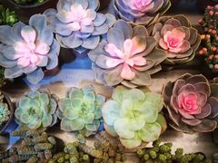 -秦美花卉(天朗·莱茵小城2期店)