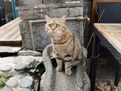 -喵屿·大理花园猫咖