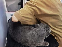 -爱洗澡的猫(天河路店)