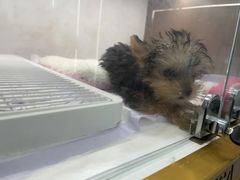 -翊宠yipet猫狗购宠庄园犬舍•猫舍