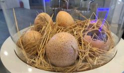 -恐龙探索乐园(磁器口店)