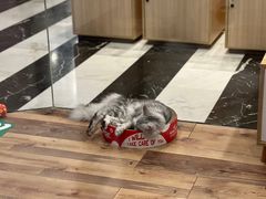 -袖虎·猫馆(体育西路店)