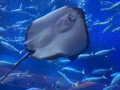 -成都浩海立方海洋公园