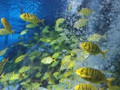 -太平洋海底世界