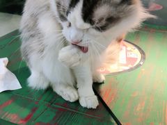 -喵喵咪呀布偶猫咖(春熙路店)