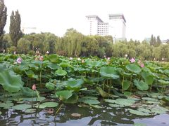 -紫竹院公园冰场