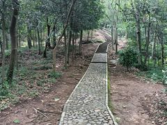 -上海佘山国家森林公园天马山园