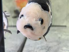 -西安国际创新人才交流中心•药浴温泉