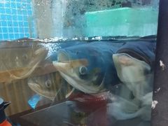 -浔味·山屿湖·正宗淳牌全鱼宴老字号