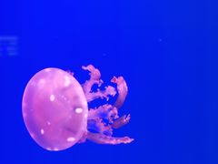 -福州罗源湾海洋世界旅游区