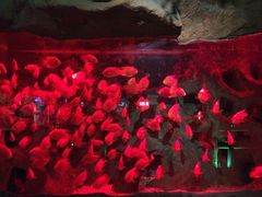 -洛阳龙门海洋馆