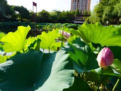 -陈家山荷花公园