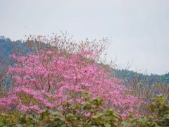 -天适樱花悠乐园