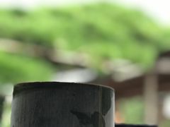-中村藤吉(本店)