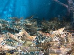 -Thai Basil罗勒叶泰式餐厅(时代天街店)