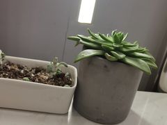 -猫王榴莲世家(三里屯SOHO商场店)