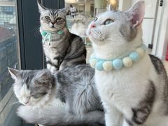 -怪兽屋·羊驼·猫咖·狗咖(俊华广场店)