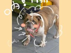 -顺德哥卜卜贝(旗舰店)