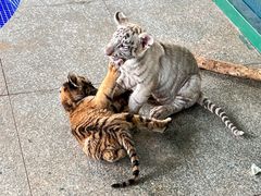 -秦皇岛野生动物园