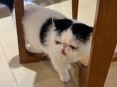 -藏猫猫咖啡主题馆(中央大道店)