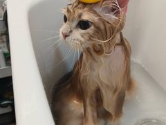 -帕帕拉兹宠物(亚洲旗舰店)