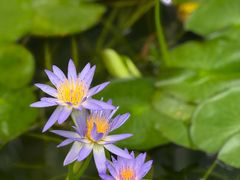 -国家植物园南园