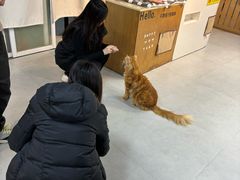 -Heymao猫咖.咖啡厅(东门店)