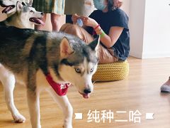 -Husky Go! 哈士奇体验馆·宠物咖啡厅狗咖