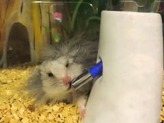-藦茜花园宠物主题亲子互动体验馆(国顺东路店)
