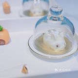 边喝下午茶，边撸安哥拉巨兔。太治愈了