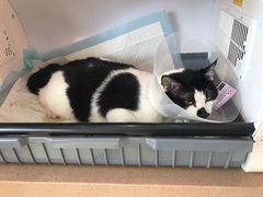 -芭比堂动物医院·犬猫全科·异宠专科(雁塔分院)