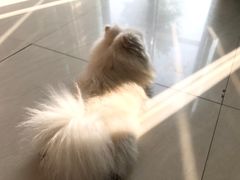 -乐琪宠物医院·犬猫专科·骨外科·急重症