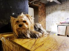 -more than meow吴止猫主题餐厅(承德 中船汇店)