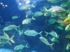 -烟台海昌鲸鲨海洋公园