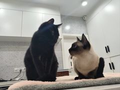 -喵园·猫主题咖啡厅·撸猫·猫咖(国贸店)