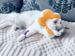 -瑞派福兴宠物医院犬猫全科·骨科·中西医结合(河东店)