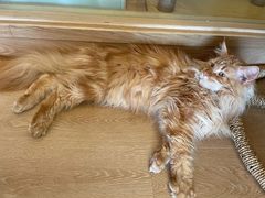 -猫腻·猫咖·撸猫馆(星光大道店)