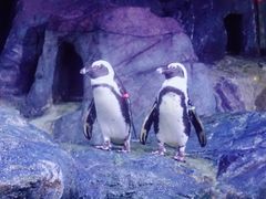 -暹罗海洋世界